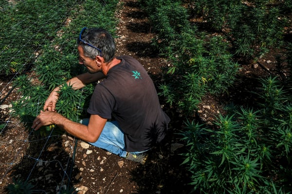 The hemp boom that rewrote America's cannabis laws is now unraveling