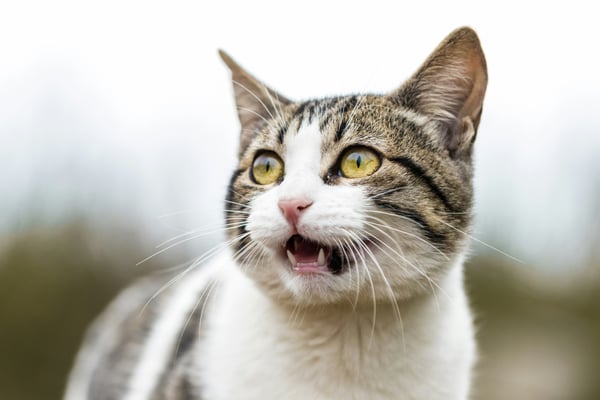 10 ways your cat shows anxiety and how to respond
