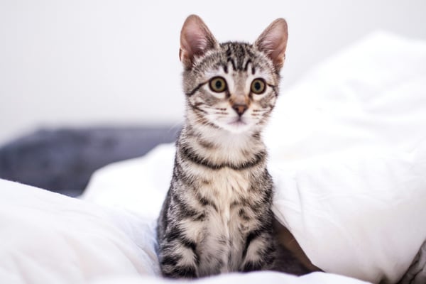 15 things cats do in the first 24 hours in a new home — and what each one means