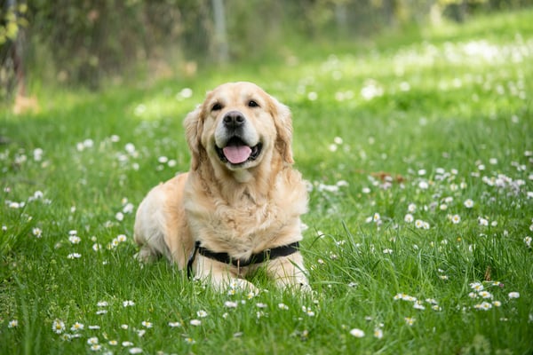 5 ways to tell if your dog is happy