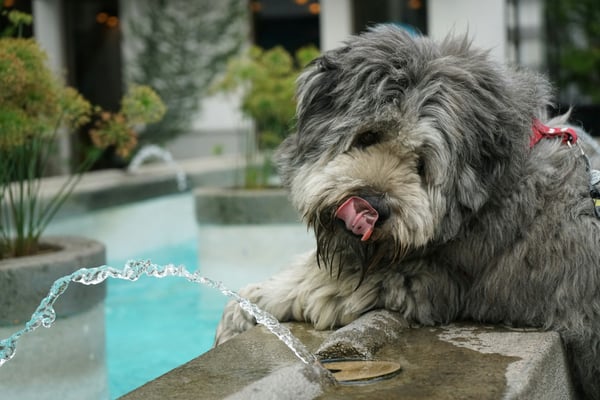 Consumer Reports' 5 favorite pet water fountains