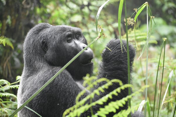 The 5 best places to visit in Rwanda for gorilla spottings