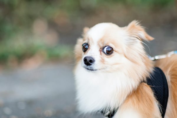 6 things your dog wishes you’d stop doing