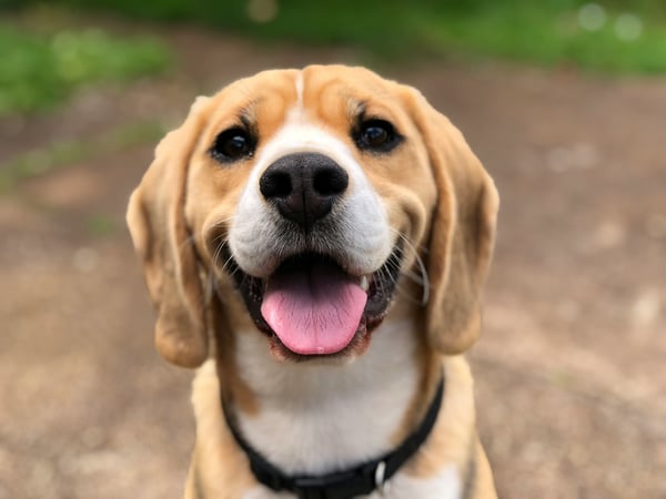 8 ways your dog shows they trust you completely