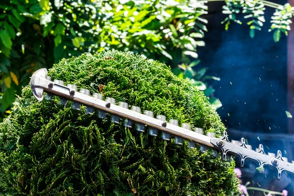 The best hedge trimmers you can buy this summer, according to Consumer Reports