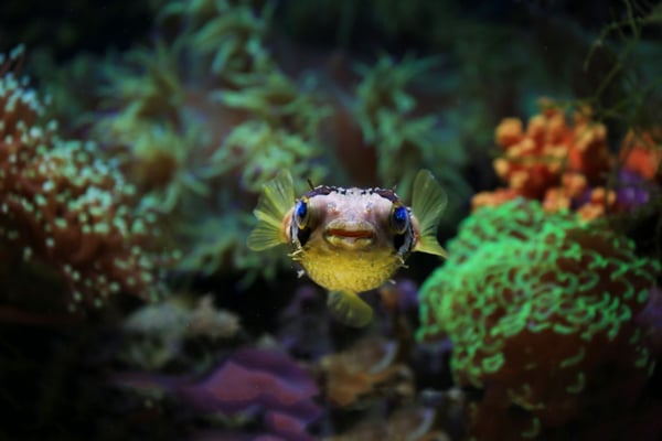 20 creatures from the deep ocean that look like nothing you've seen above water