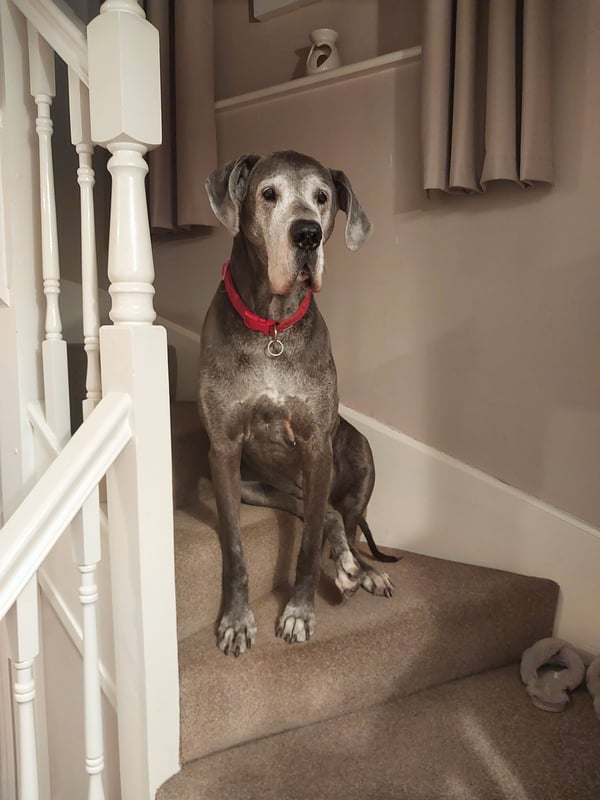 15 dog breeds that are surprisingly great for apartment living