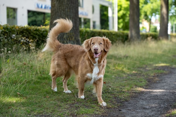 20 things your dog does that have a specific meaning most owners misread