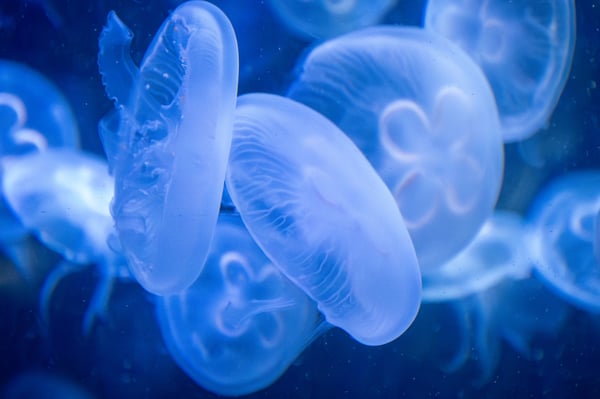 20 natural phenomena so strange they read like science fiction