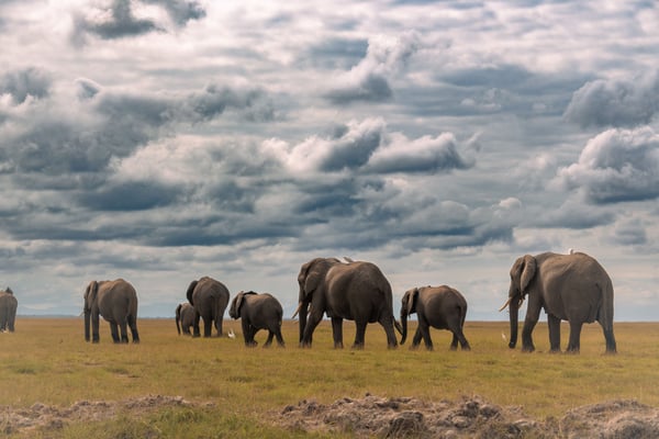 15 endangered species and exactly what disappears from the ecosystem if they go