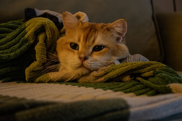 10 signs your cat is sick — and when to call the vet