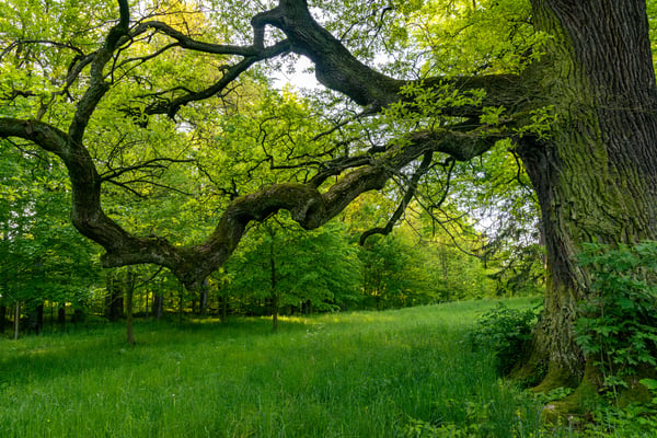 15 things trees are doing right now that you had no idea about
