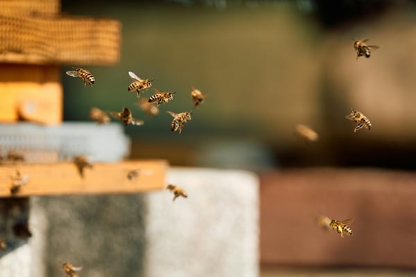 20 insects that are holding the natural world together — whether you like them or not