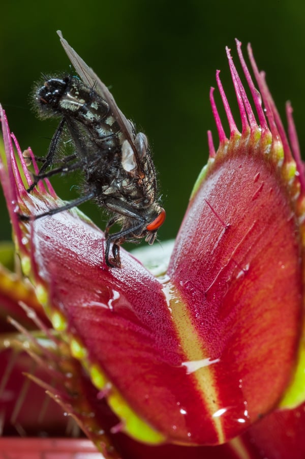 15 things plants do that most people assume only animals can do