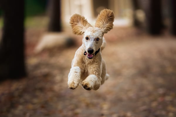 8 telltale signs your dog is happy