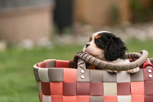 10 things every new dog owner wishes someone had told them