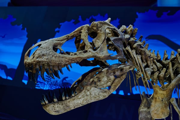 15 living fossils that outlasted the dinosaurs entirely
