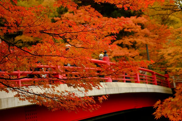 The top 5 hidden gems in Japan that locals actually recommend