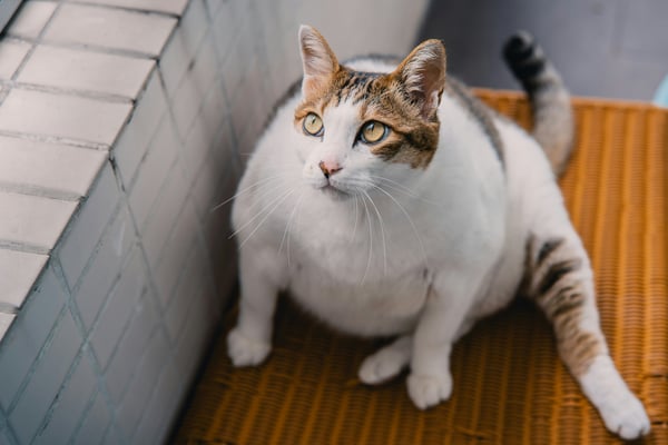 How to tell your cat is close to giving birth — 7 signs to watch for