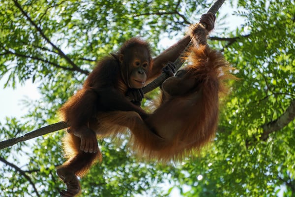 These are the 8 most impressive national parks in Indonesia