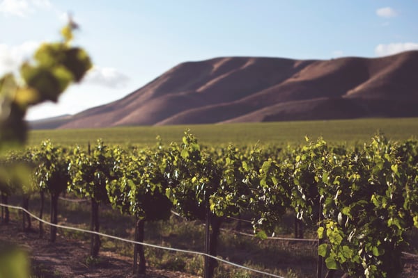 The best day trips from San Francisco to wine country