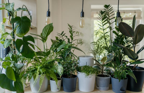 5 best plant subscription boxes for a greener, happier home
