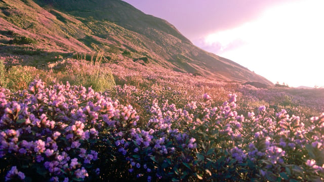 A rare flower that blooms every 12 years is sweeping the hills in southern  India